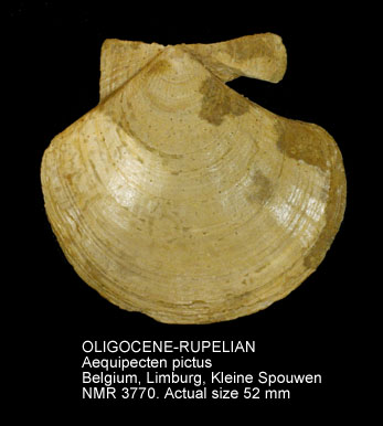 OLIGOCENE-RUPELIAN Aequipecten pictus.jpg - OLIGOCENE-RUPELIAN Aequipecten pictus (Goldfuss,1834)